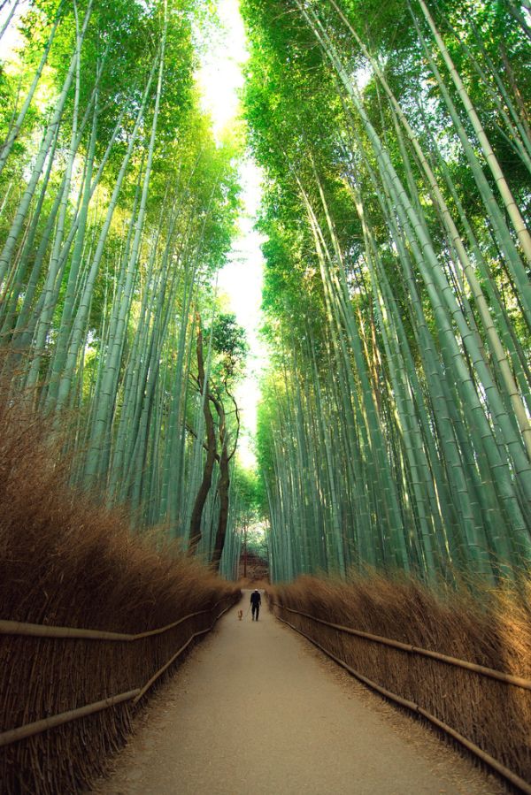 Arashiyama bamboo grove Kyoto
