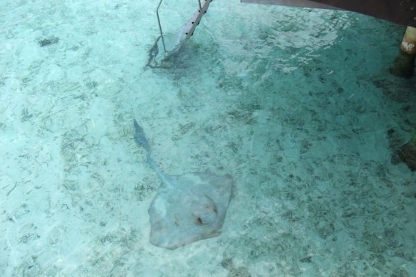 Manta ray Maldives underwater